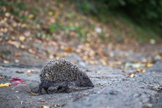 不仅为球队 不仅为球队