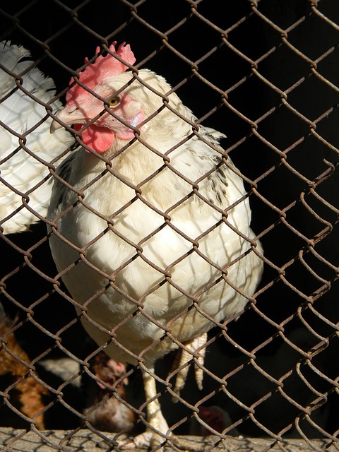 比赛策略 比赛策略